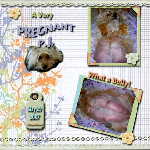 Our Pregnant Yorkie